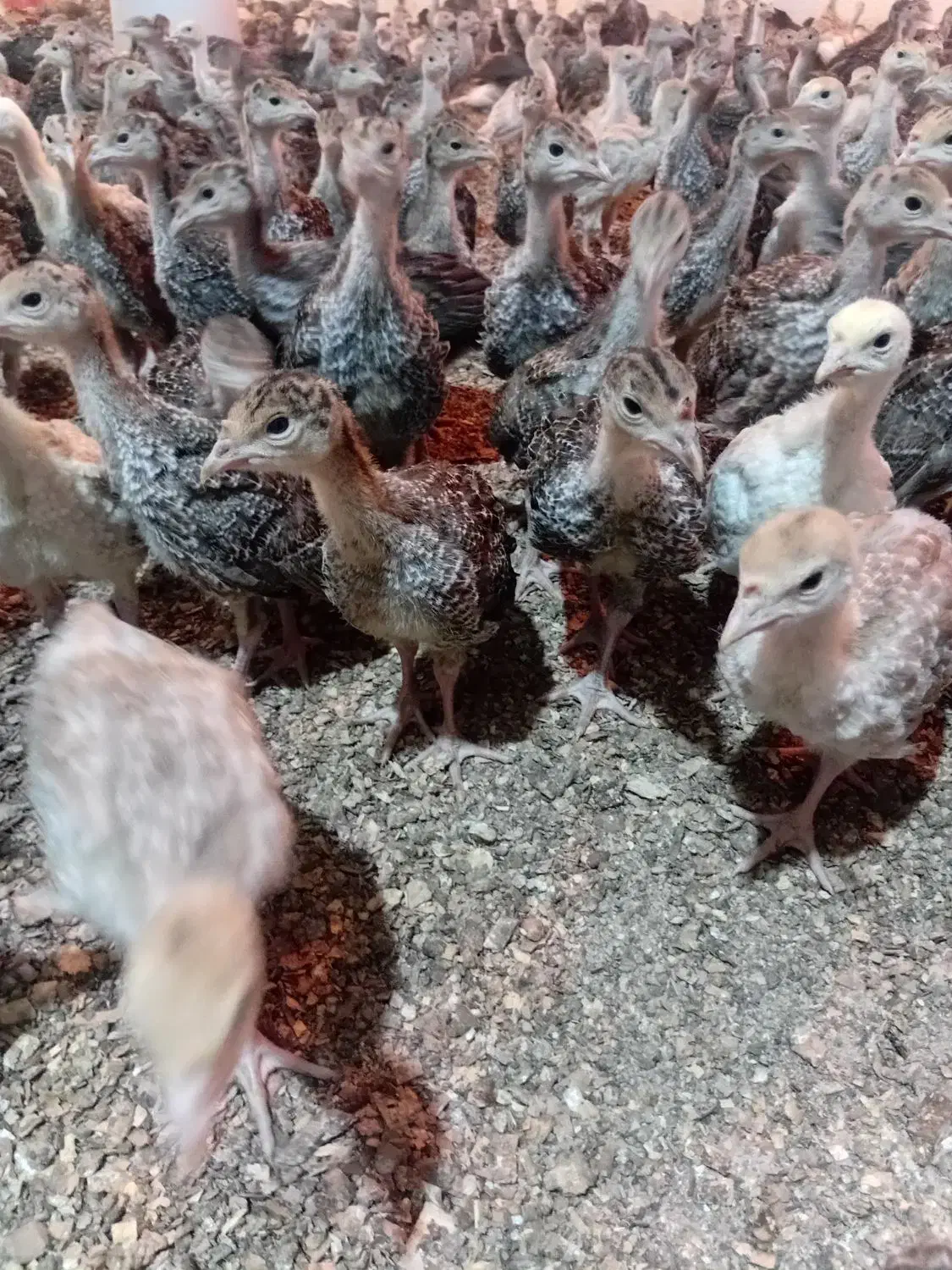 جوجه بوقلمون برنزه|حیوانات مزرعه|فردیس, شهرک وحدت|دیوار