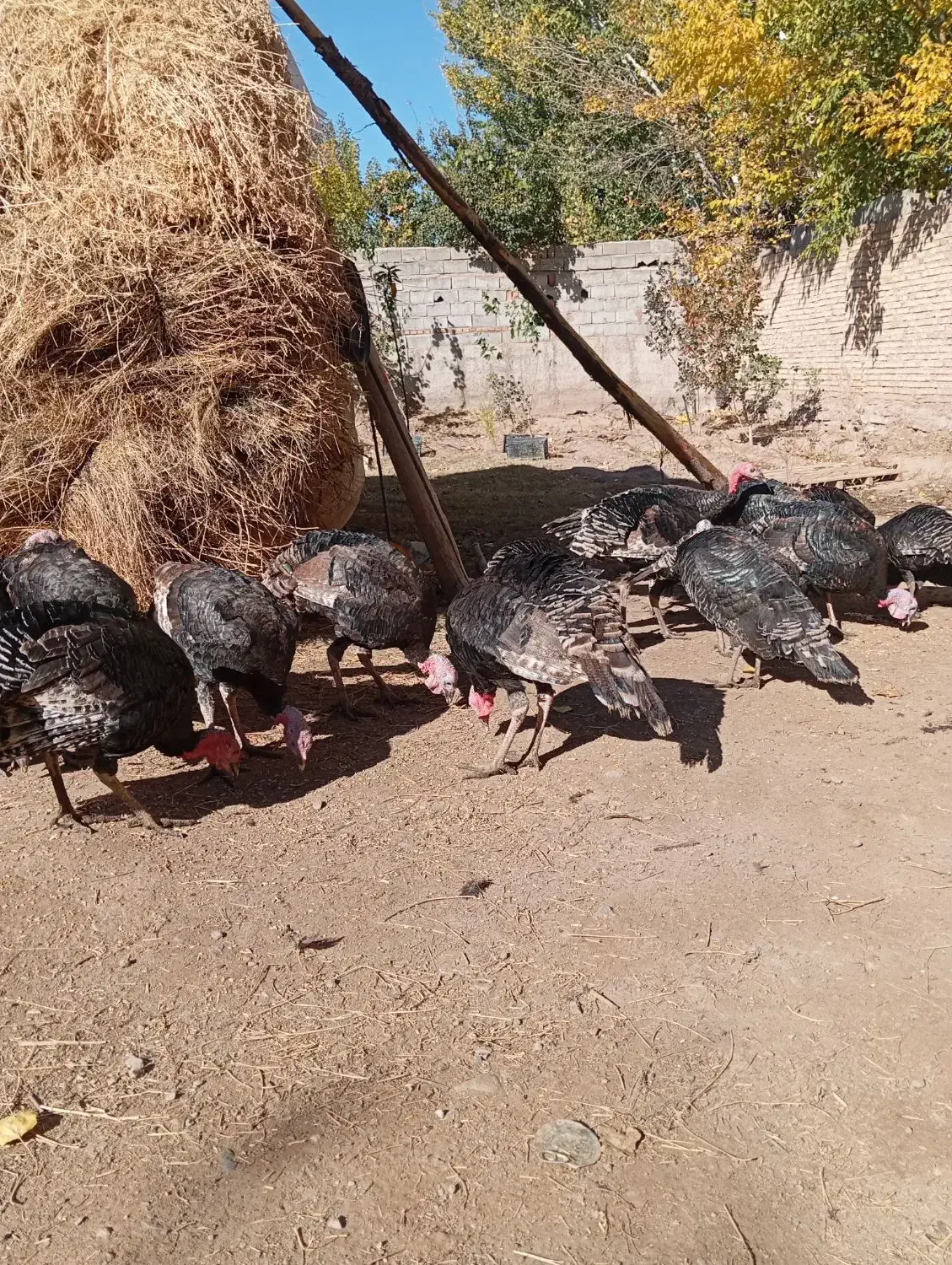 بوقلمون|حیوانات مزرعه|کشکسرای, |دیوار