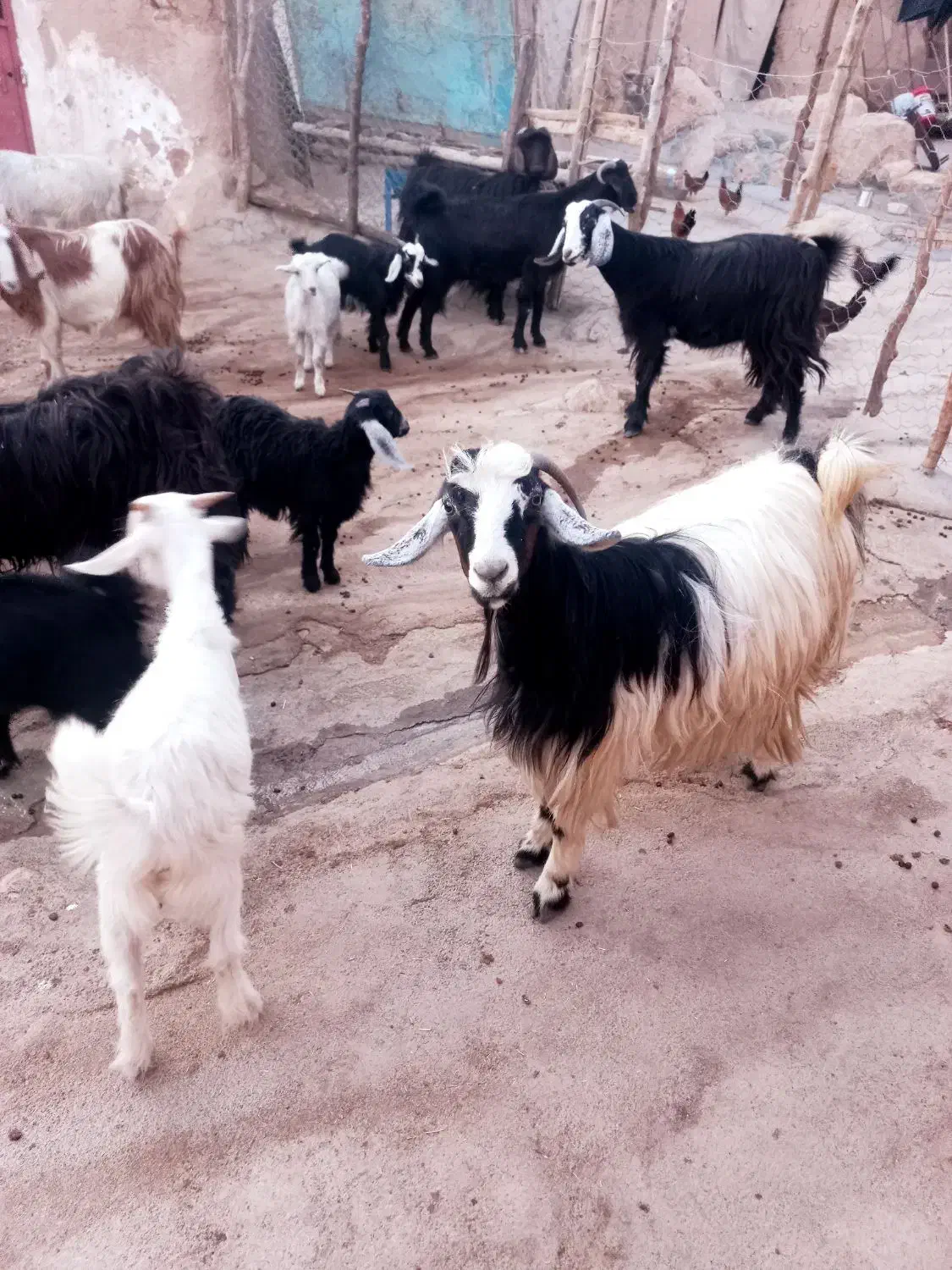 ۱۰راس بز نژاد گلچین دوقلو کردی|حیوانات مزرعه|هلیلان, |دیوار