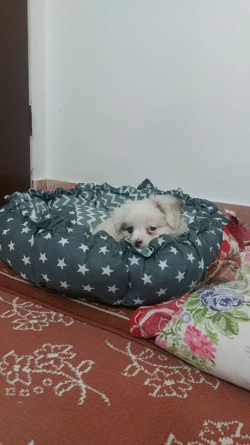 سگ عروسکی|سگ|قم, پردیسان|دیوار