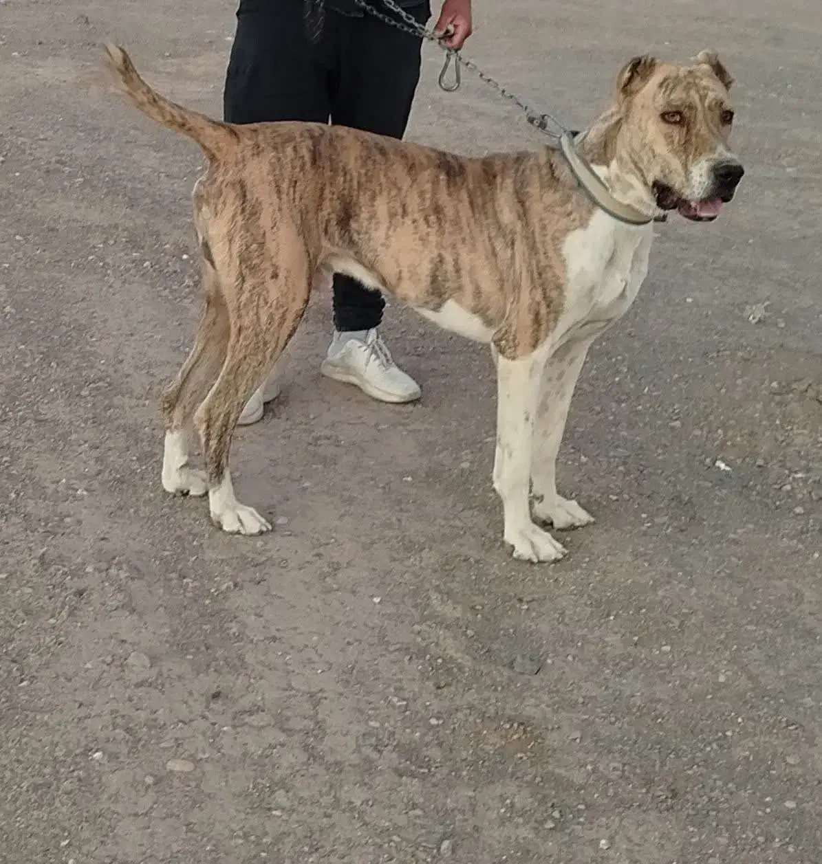 سگ گله ای وجنگی|حیوانات|سرایان, |دیوار