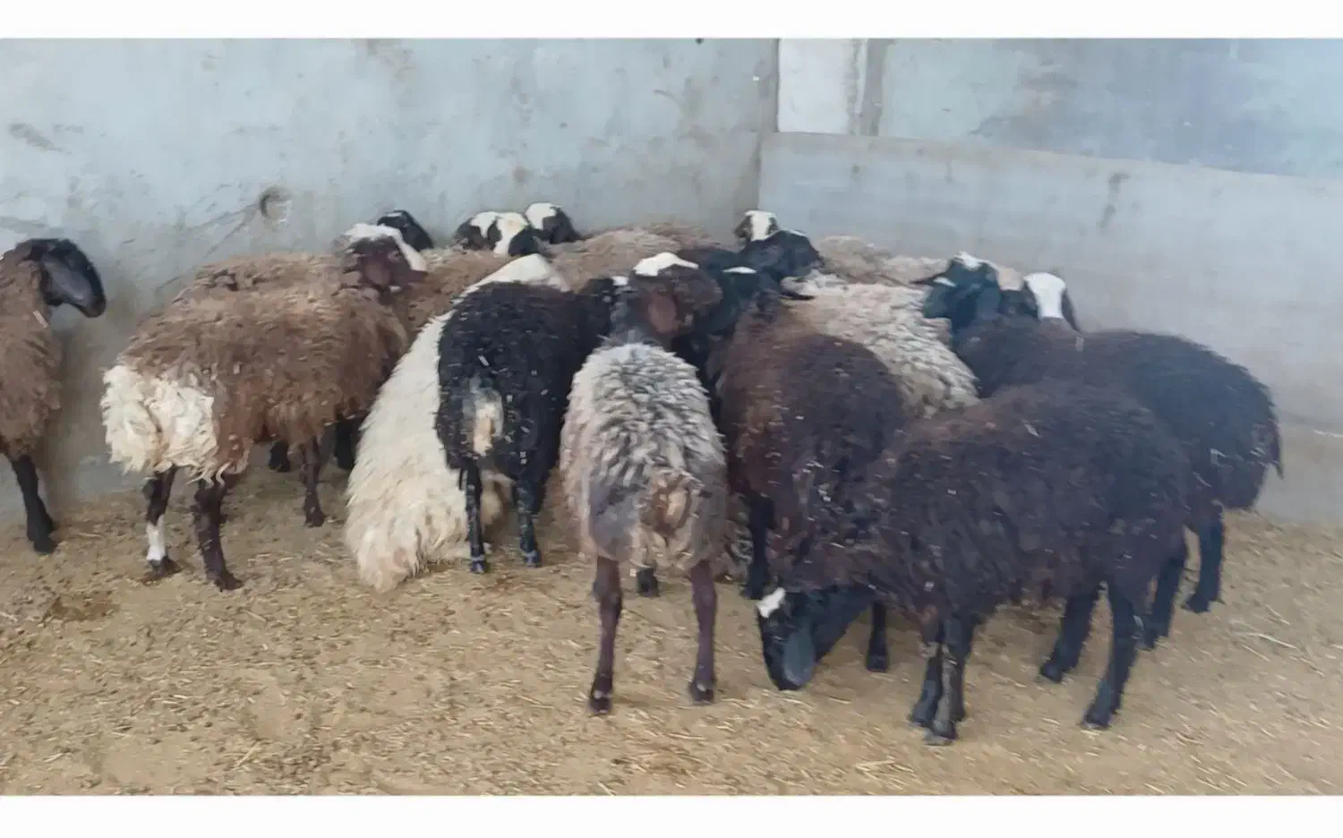 بره، میش، بز، بره شیری و گوسفند فروشی|حیوانات مزرعه|کاشان, خزاق|دیوار