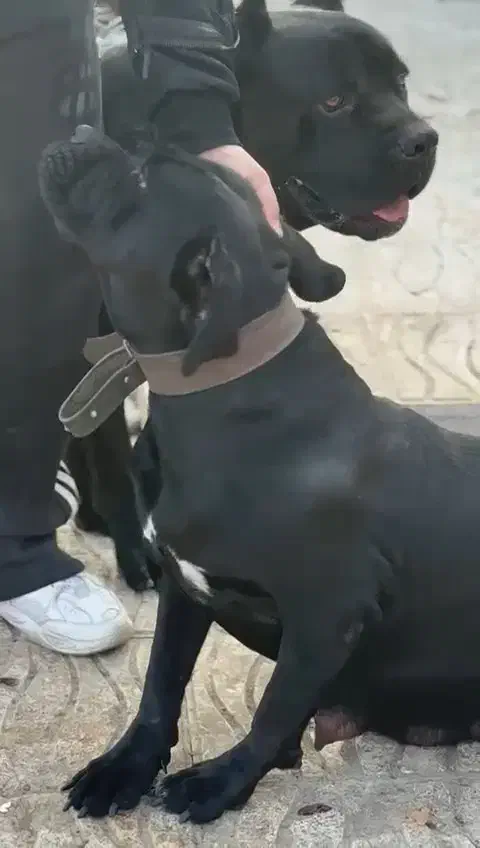 کنکورسو|سگ|تهران, شهرک چیتگر|دیوار