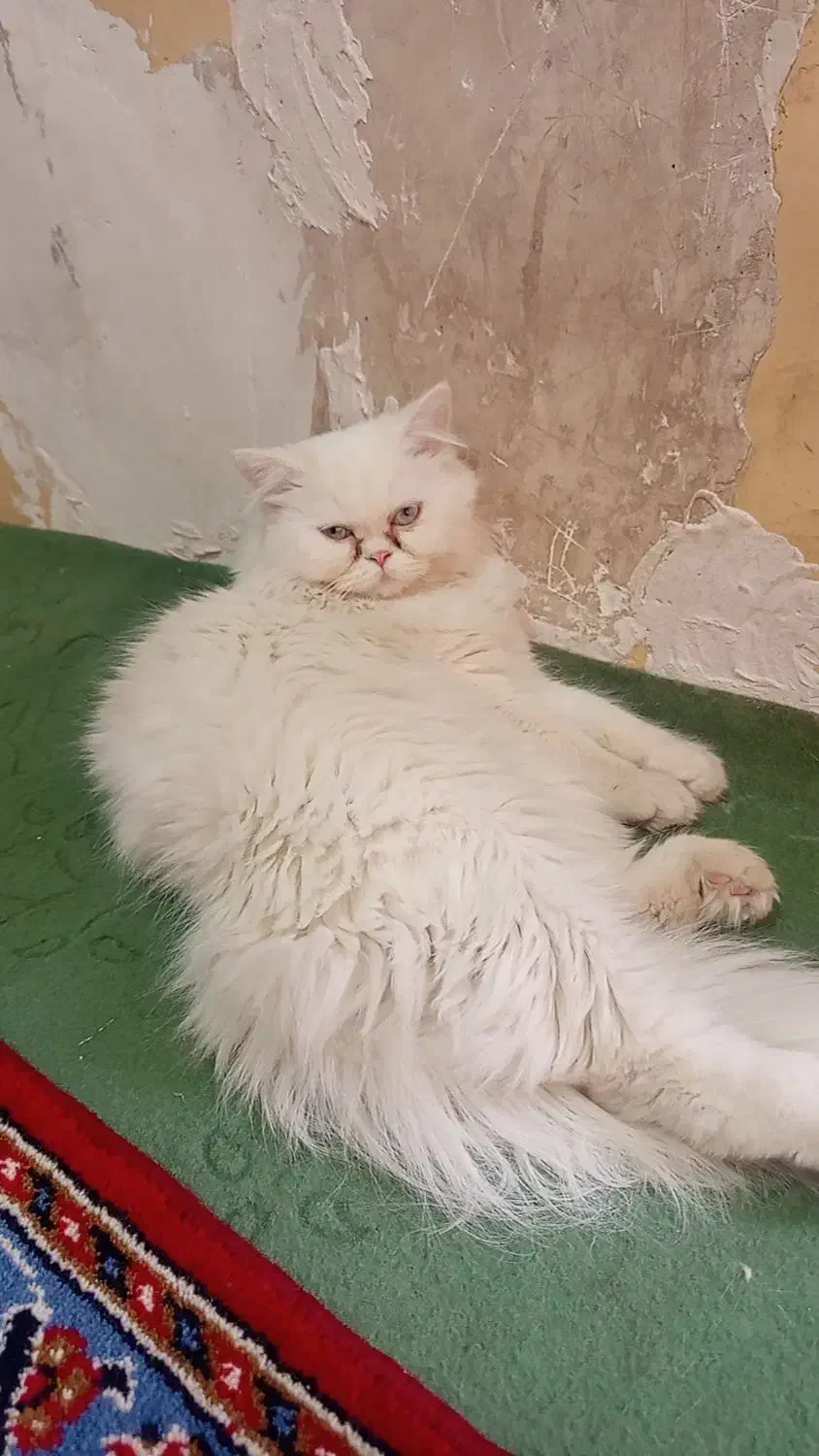 واگذاری گربه پرشین|گربه|قم, دروازه ری|دیوار