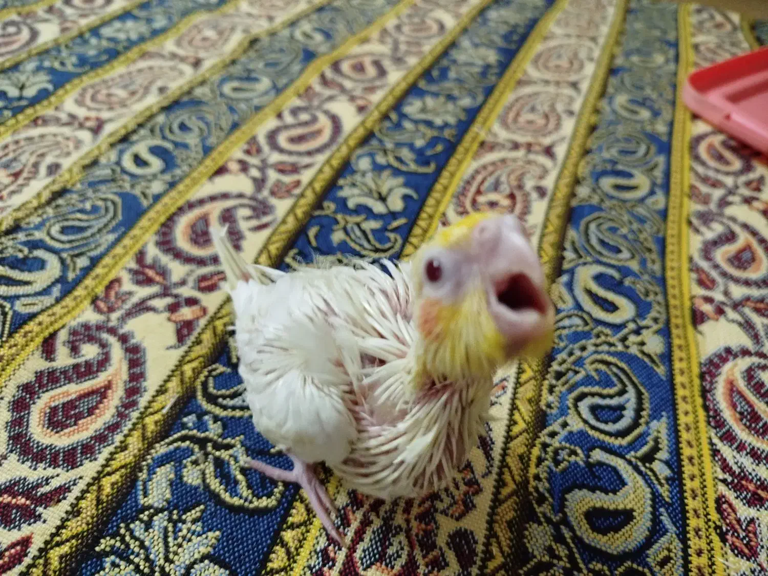 جوجه لتیونو|پرنده|آمل, |دیوار