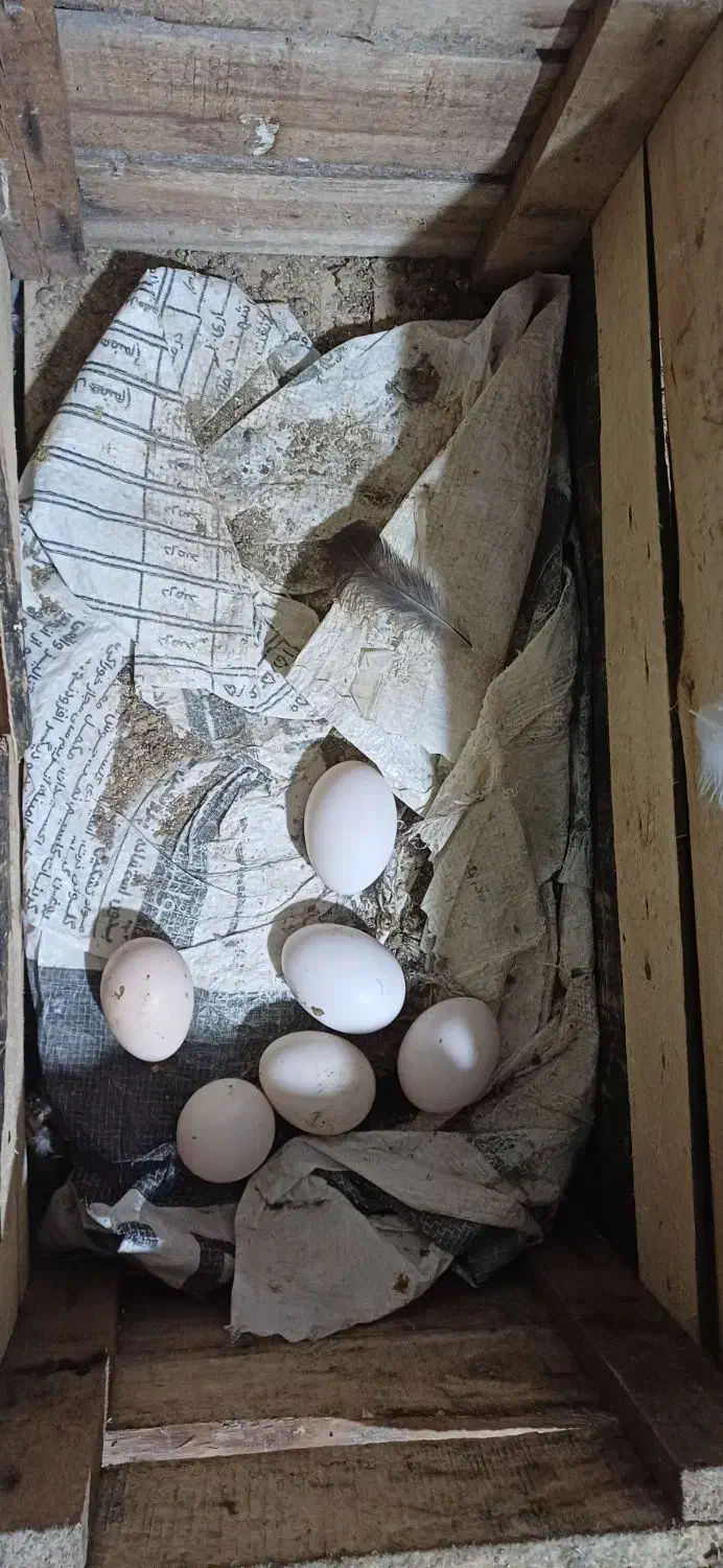 تخم نطفه دار گلین لری اصل|حیوانات مزرعه|قائم‌شهر, |دیوار