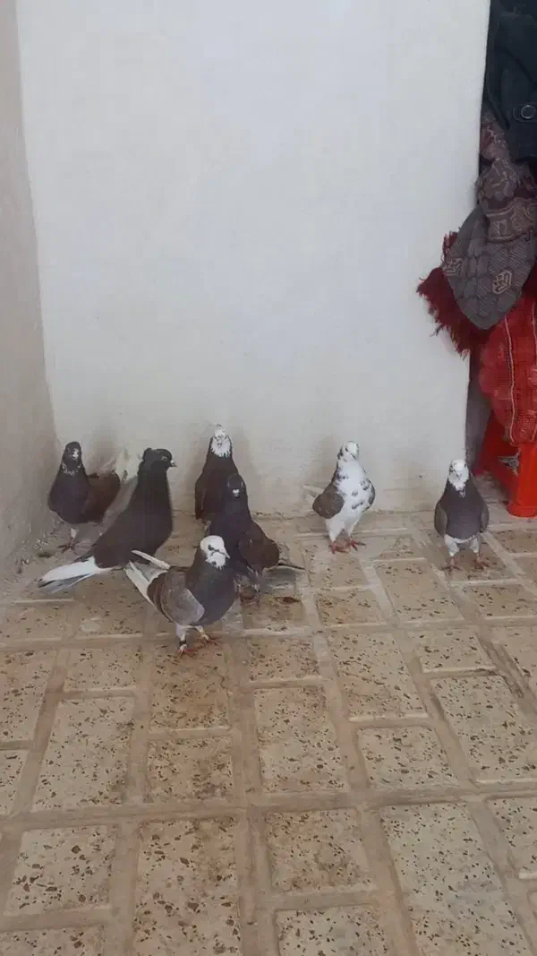 کفتر|پرنده|اسلامآباد غرب, |دیوار