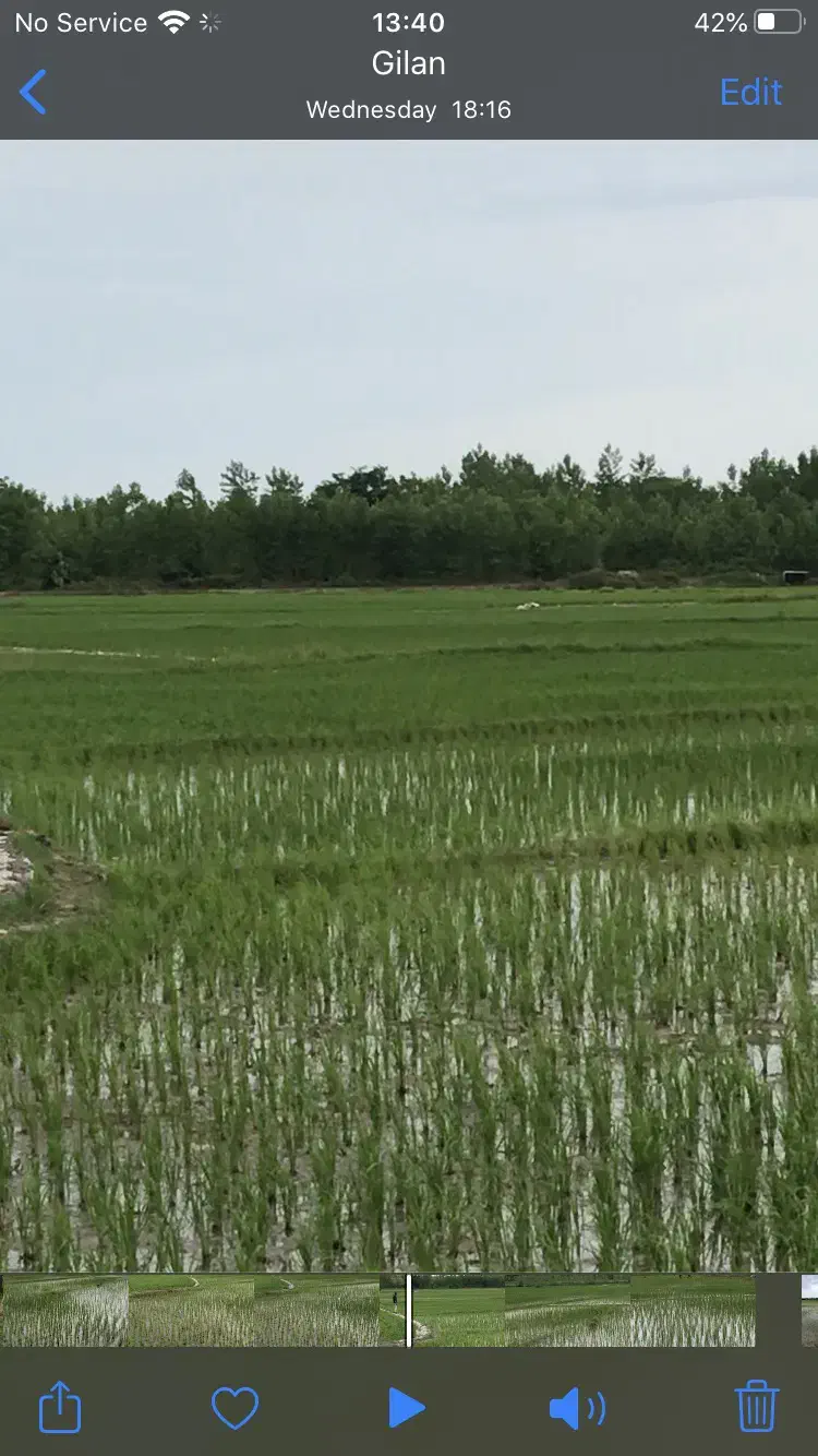 ۱۱۲۰۰ متر زمین کشاورزی شالیزار|فروش زمین و ملک کلنگی|خمام, |دیوار