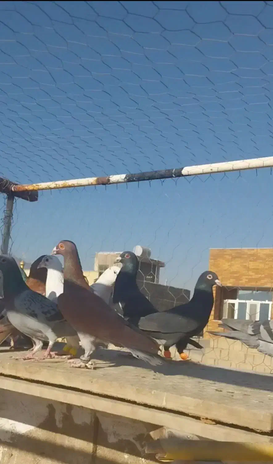 دسته کبوتر پلاکی نر|پرنده|پیر بکران, |دیوار