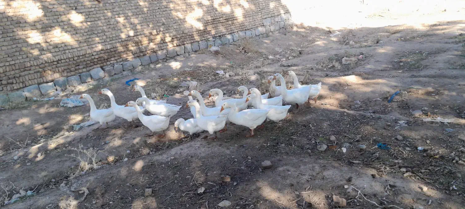 تعدادی قوغاز سفیدچینی واوکراینی بفروش میرسد|حیوانات مزرعه|مرند, |دیوار