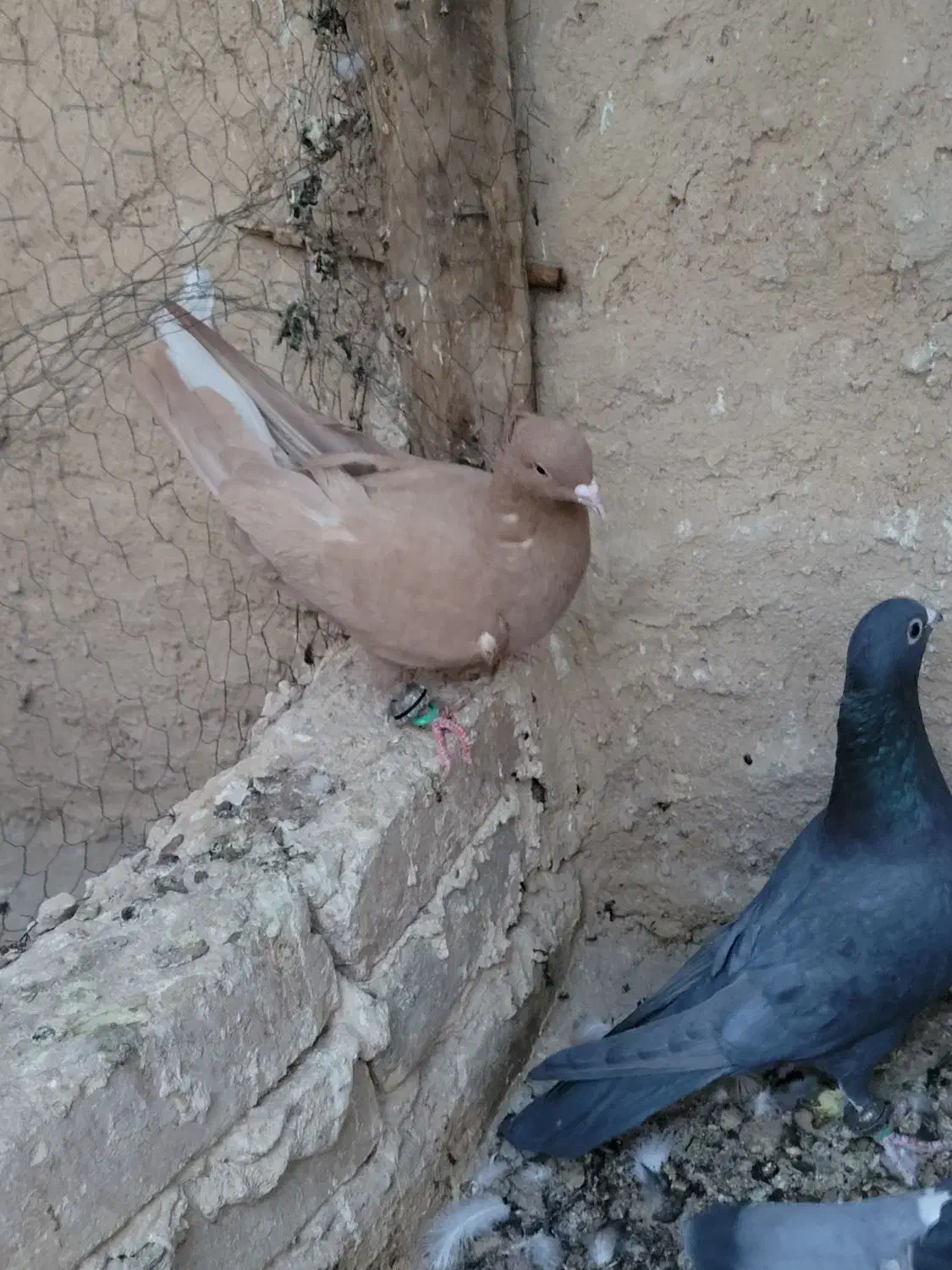 دم سفید|پرنده|خلیل آباد, |دیوار