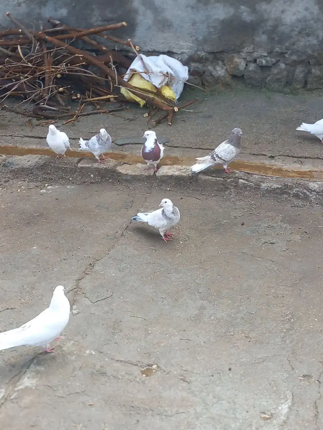 کفترپرشی بازی کن|پرنده|ویسیان, |دیوار