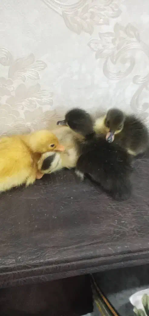 جوجه اردک محلی وپکنی|حیوانات مزرعه|رشت, ترمینال|دیوار