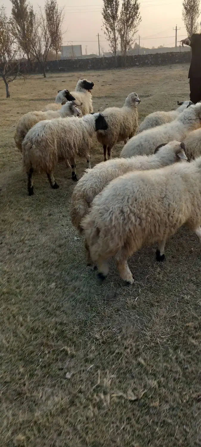 تعدادی از بره نر|حیوانات مزرعه|ماکو, |دیوار