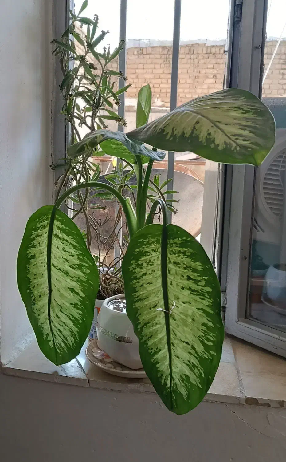 گل طبیعی|گل و گیاه طبیعی|صحنه, |دیوار