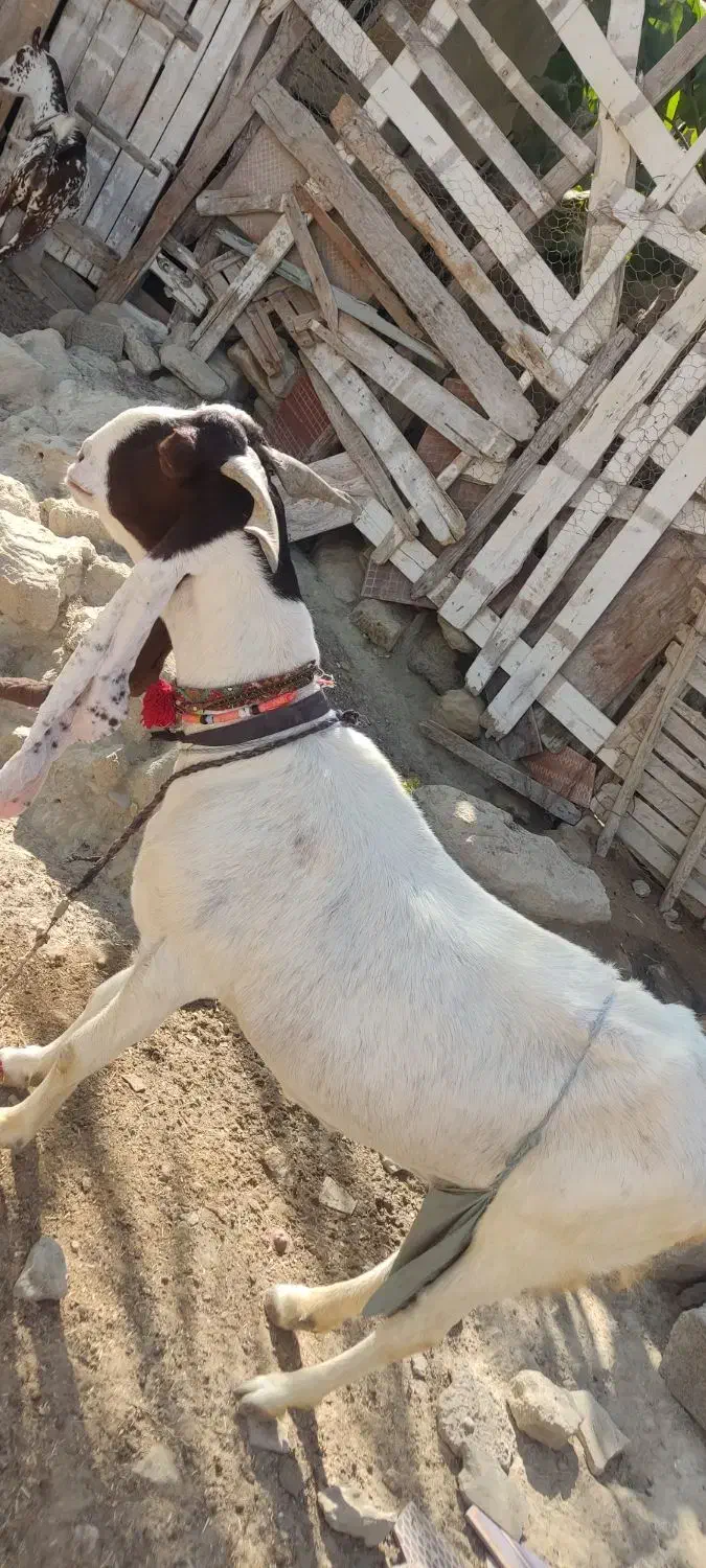 دو عدد بز اصل دار پنجاب|حیوانات مزرعه|چابهار, |دیوار