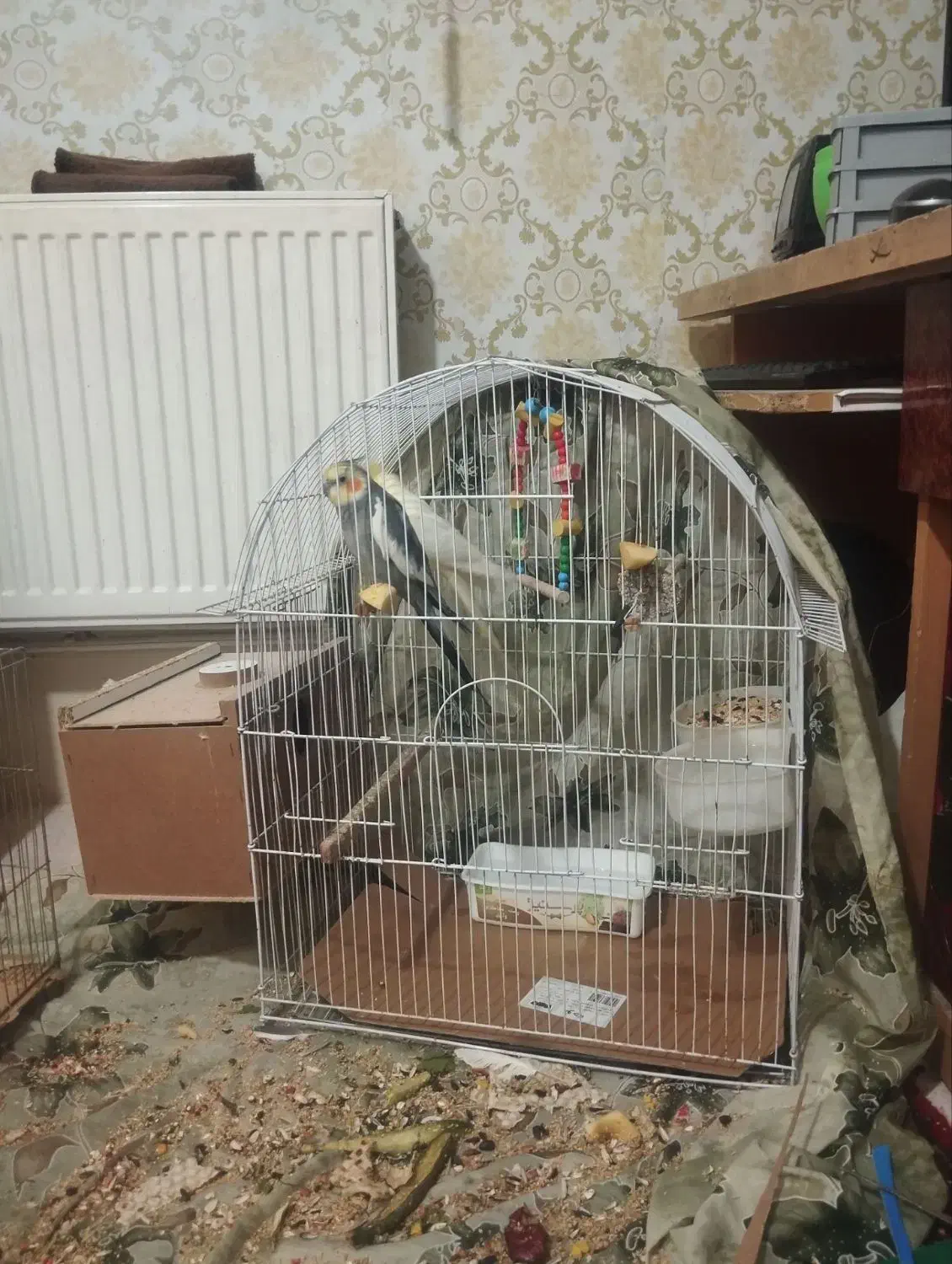 عروس هلندی|پرنده|خسروشاه, |دیوار