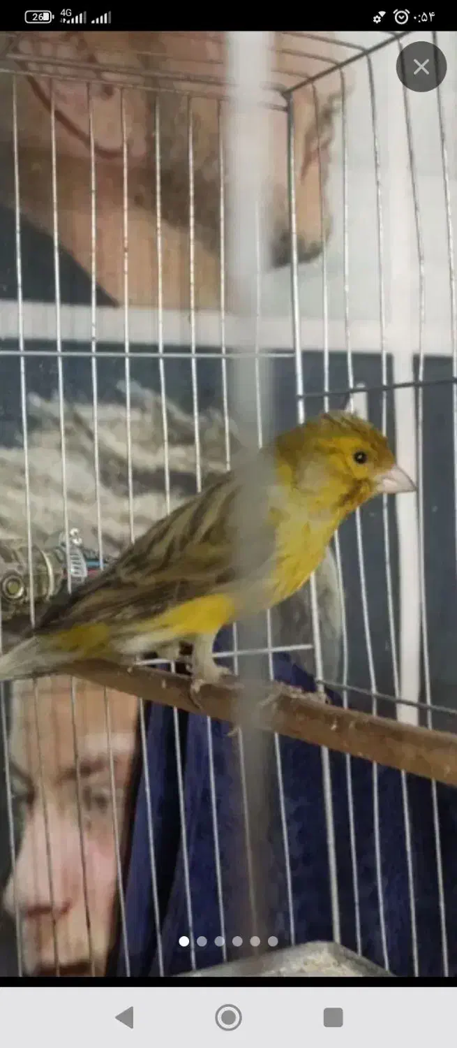 قناری نر مست|پرنده|ابهر, |دیوار