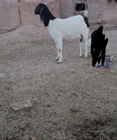 بز نسل دار اصل|حیوانات مزرعه|تایباد, |دیوار