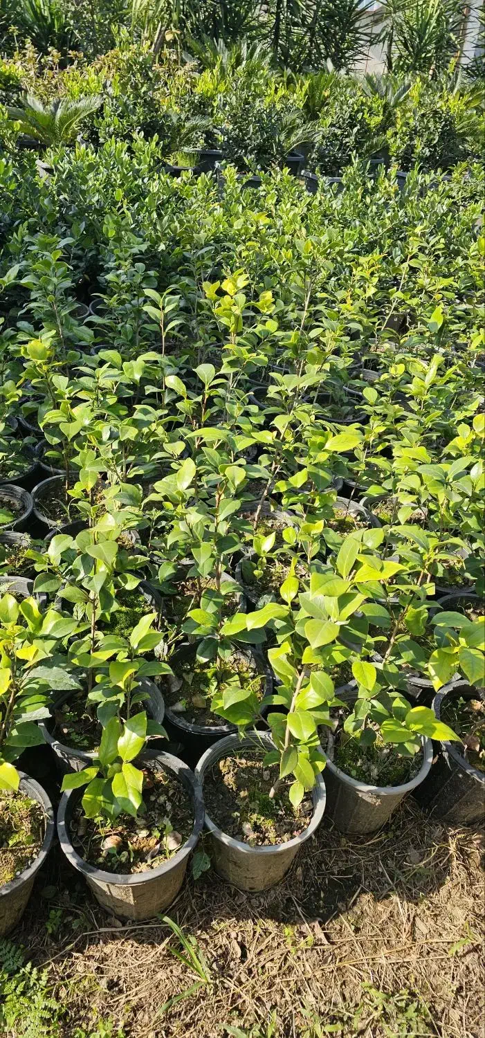 کاملیا|عمدهفروشی|واجارگاه, |دیوار