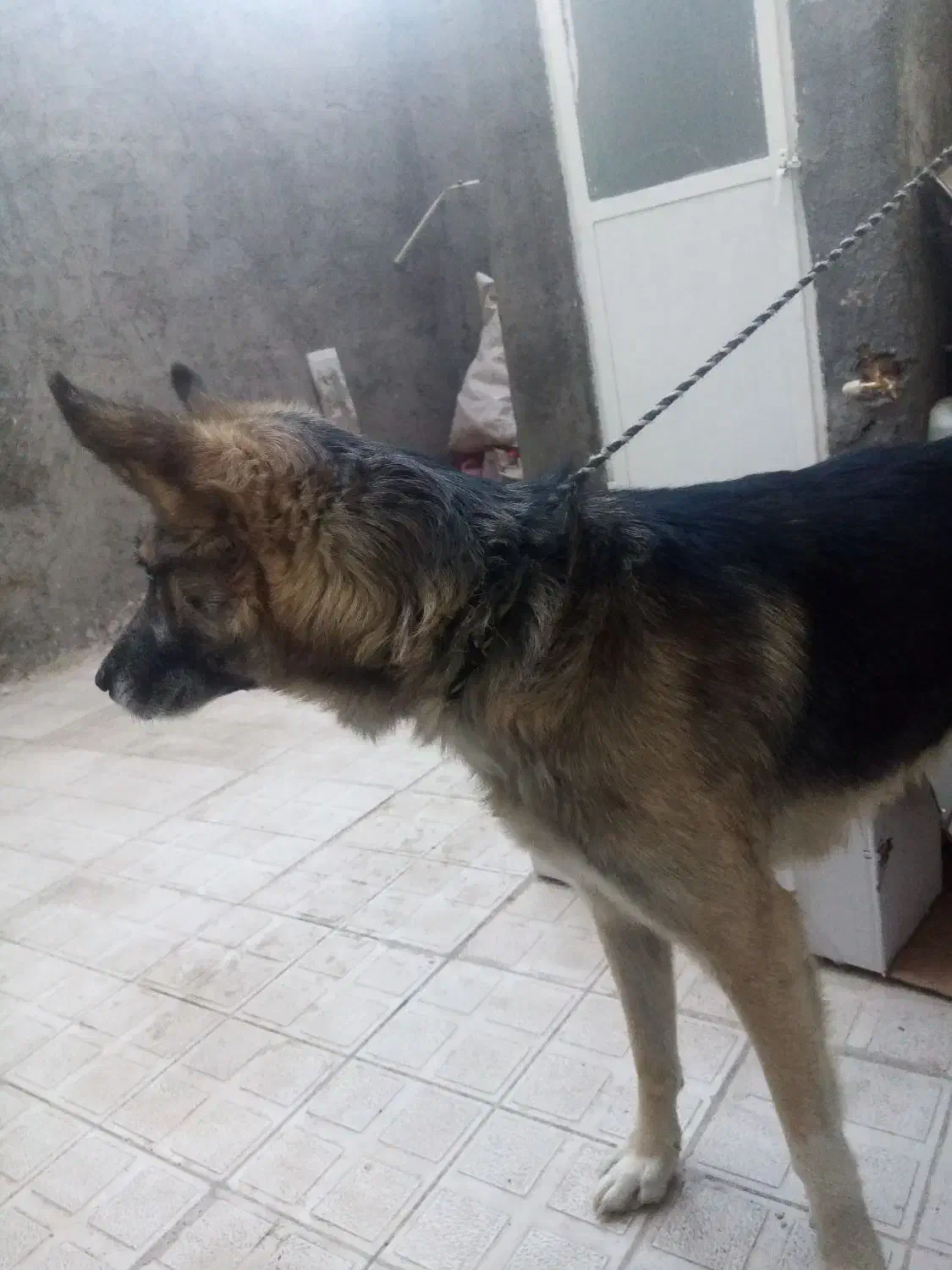 فروشی|سگ|چناران, |دیوار