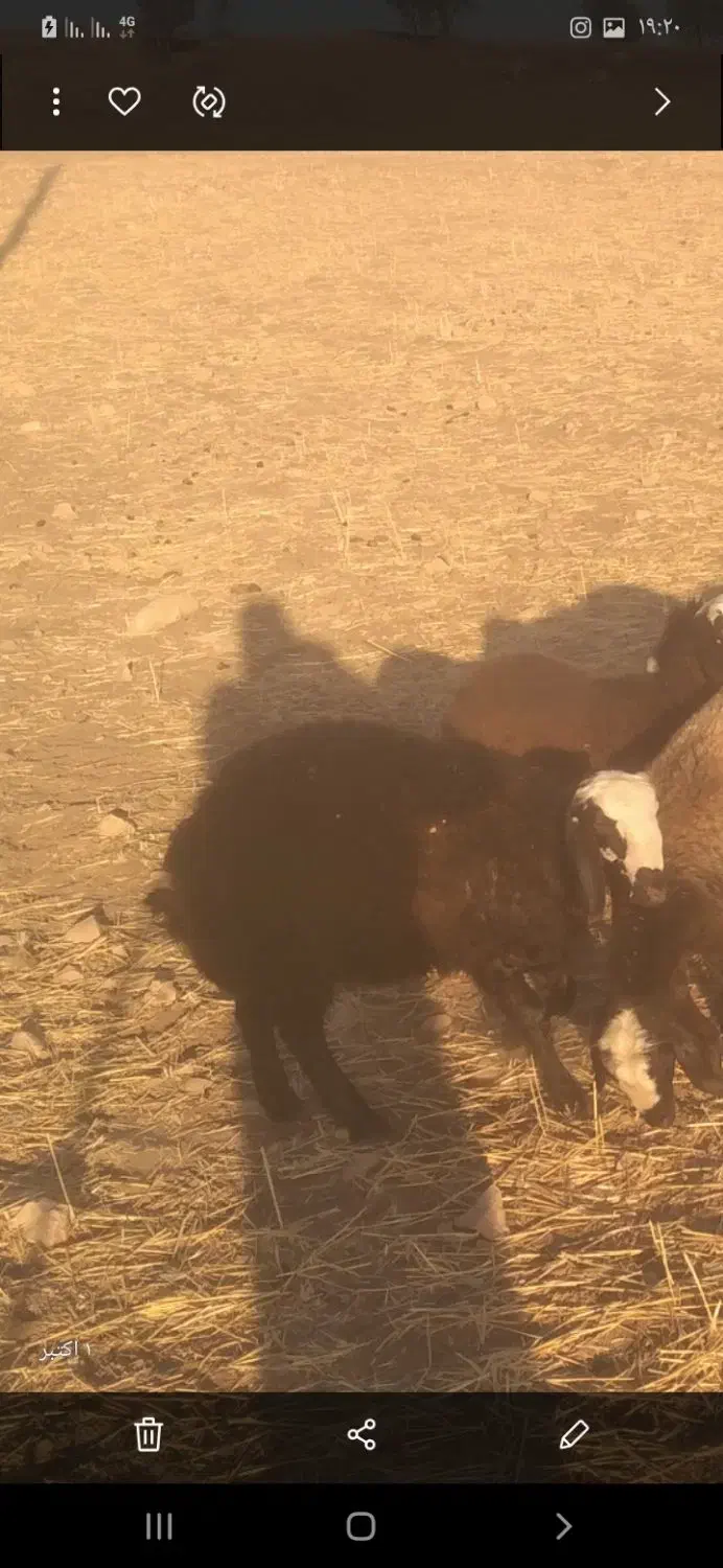 حیوانات مزرعه|حیوانات مزرعه|کوهدشت, |دیوار