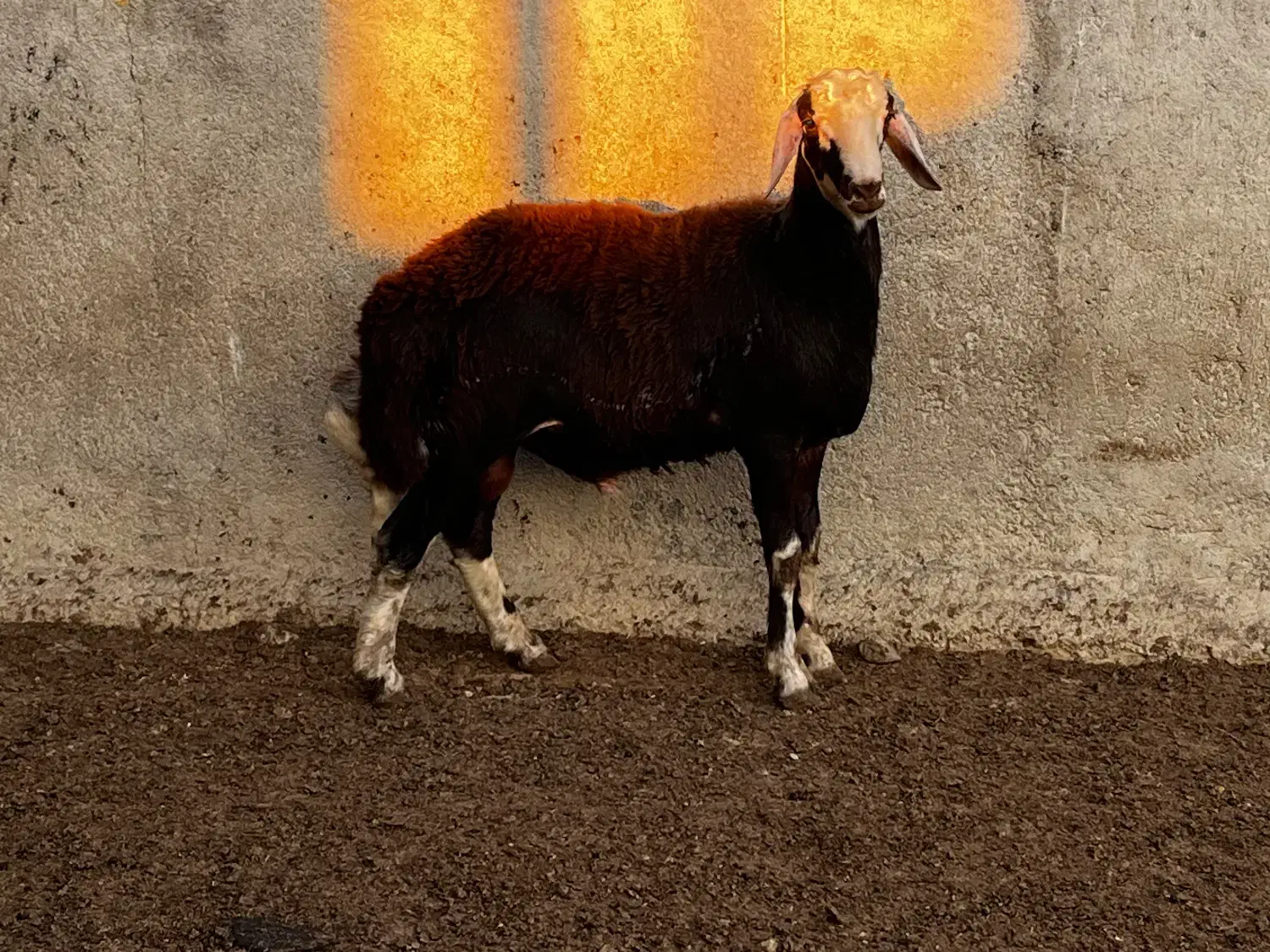 بره قوچ|حیوانات مزرعه|آق قلا, |دیوار