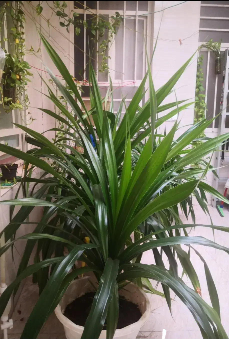 گلدون گیاه پاندانوس|گل و گیاه طبیعی|اهواز, پادادشهر|دیوار