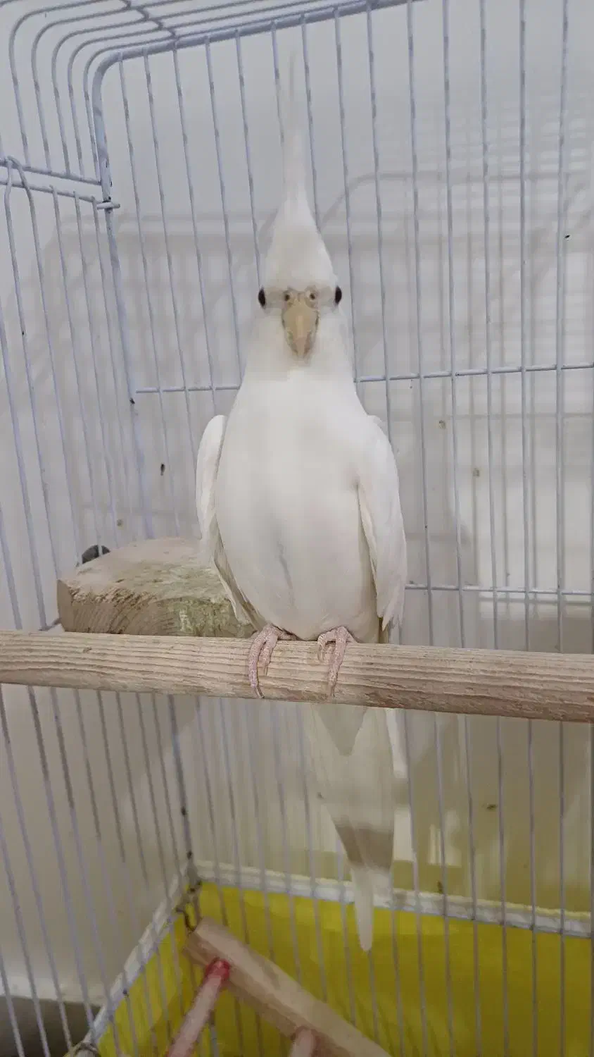 عروس هلندی آلبینو|پرنده|رشت, ولکس|دیوار