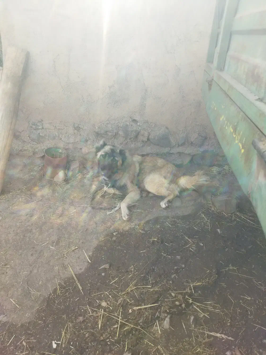 واگذاری سگ گله ای|سگ|اهر, |دیوار