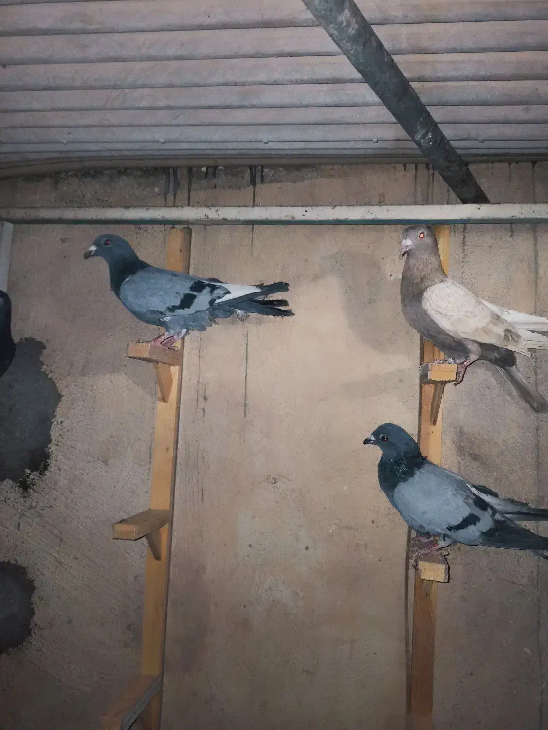 پلاکی دورگ خوشرنگ شیرازی طوقی|پرنده|ابریشم, |دیوار