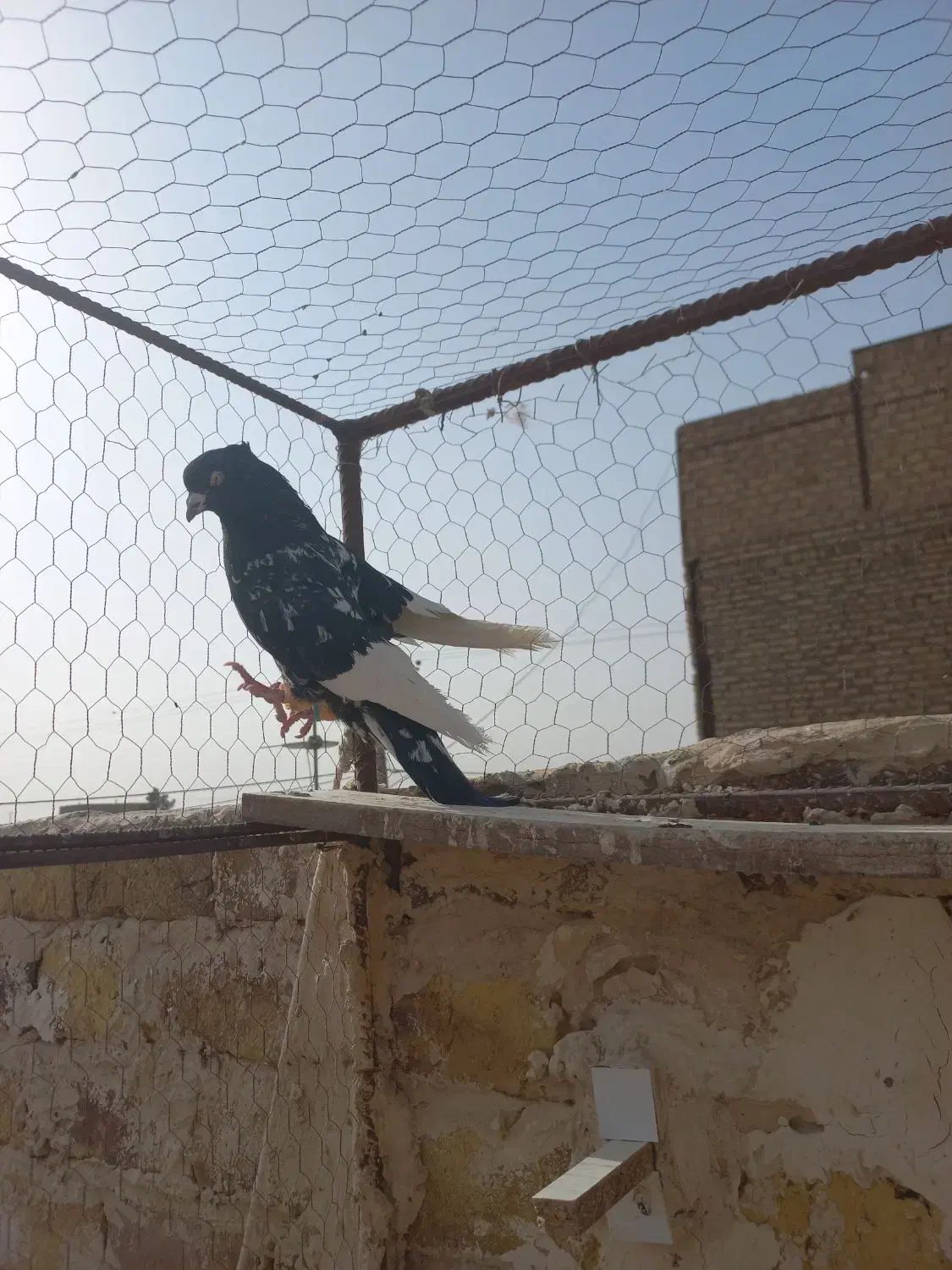 کبوتر سینه سیاه پولکی|پرنده|رشتخوار, |دیوار