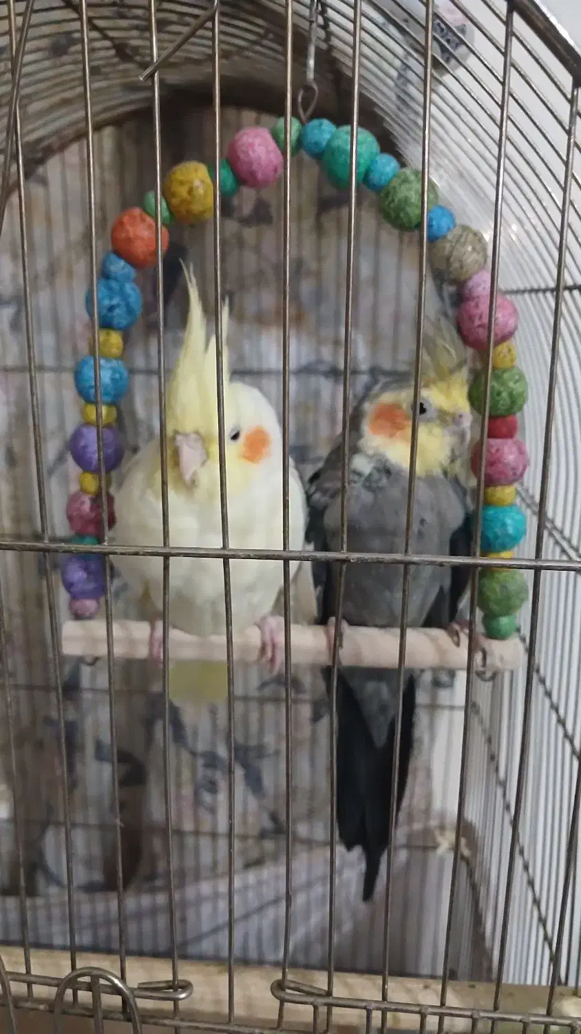 فروش یک جفت عروس هلندی سخنگو|پرنده|قزوین, |دیوار