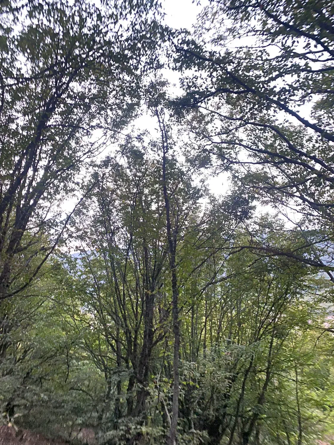 ویلایی دو طبقه هر طبقه ۱۲۵ متر در مهدیشهر|فروش خانه و ویلا|مهدی شهر, |دیوار