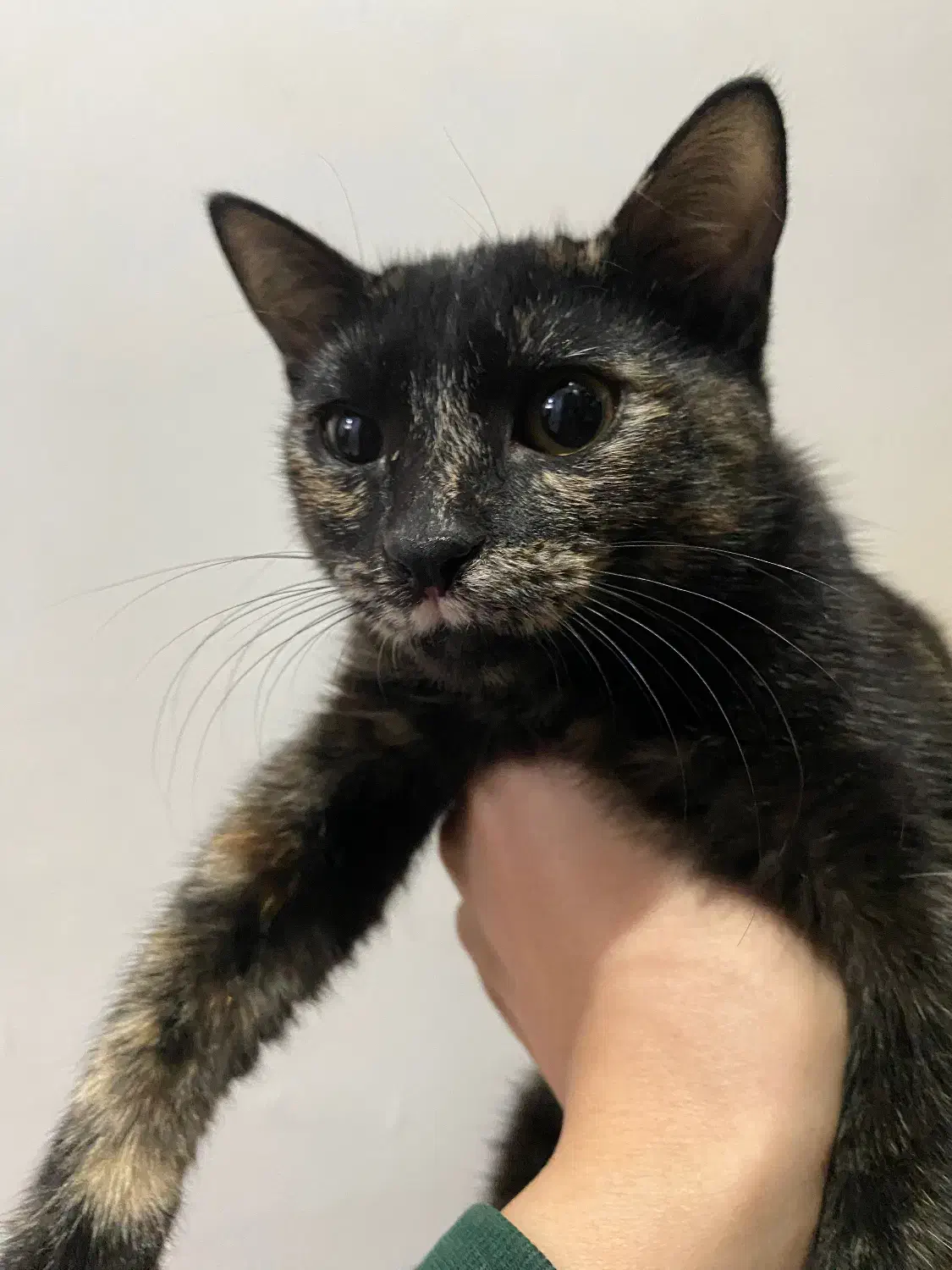 گربه|گربه|بندر انزلی, نوغان|دیوار