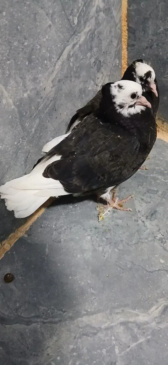 یک جفت کفتر ابلق|پرنده|مریوان, |دیوار