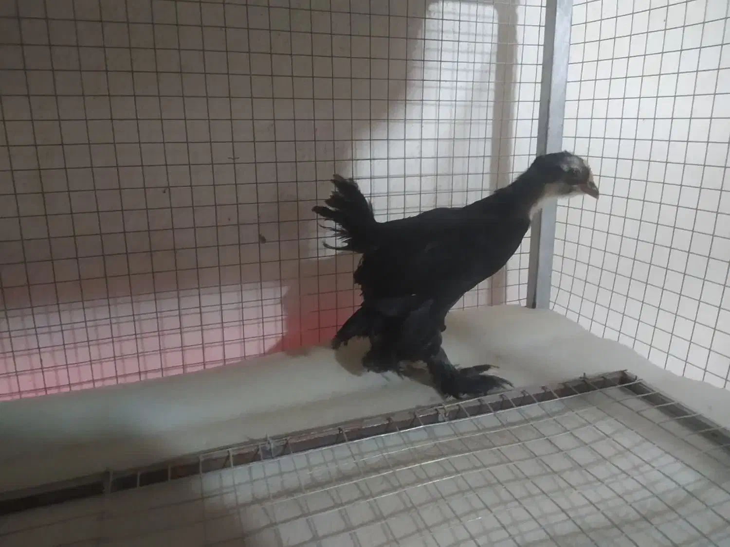 جوجه یک روزه و یک ماهه مرندی اصیل|حیوانات مزرعه|ری, شهرری|دیوار