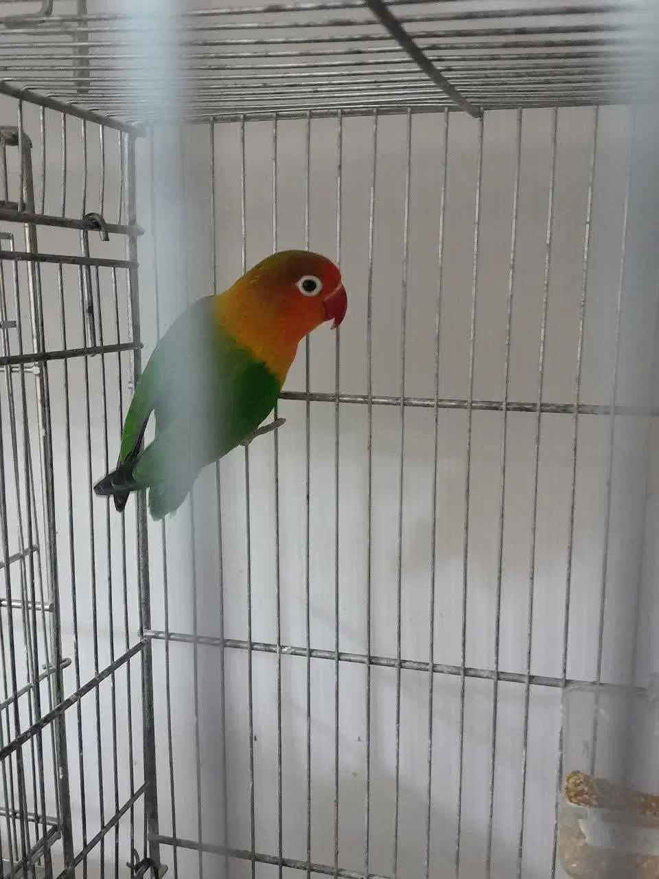 کوتوله برزیلی نر مست مست فیشر آماده جفتگیری|پرنده|اصفهان, سرچشمه|دیوار