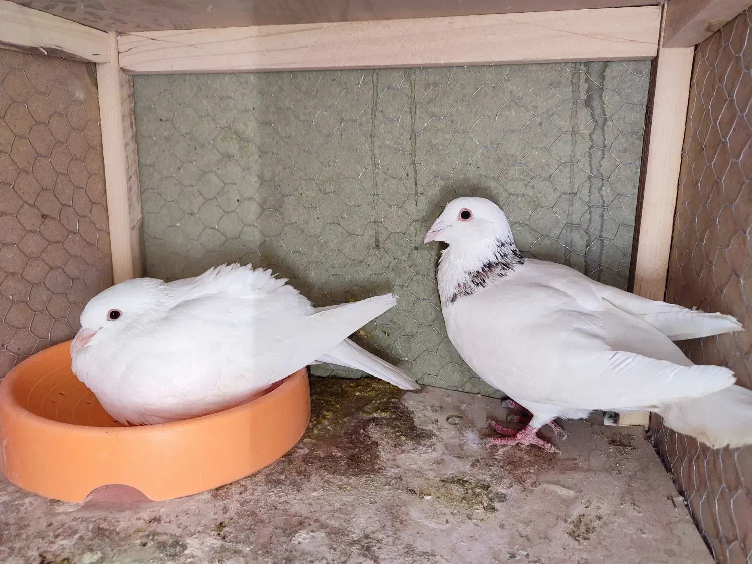 پلاکی و زاجر جفتی800|پرنده|حمیدیا, |دیوار