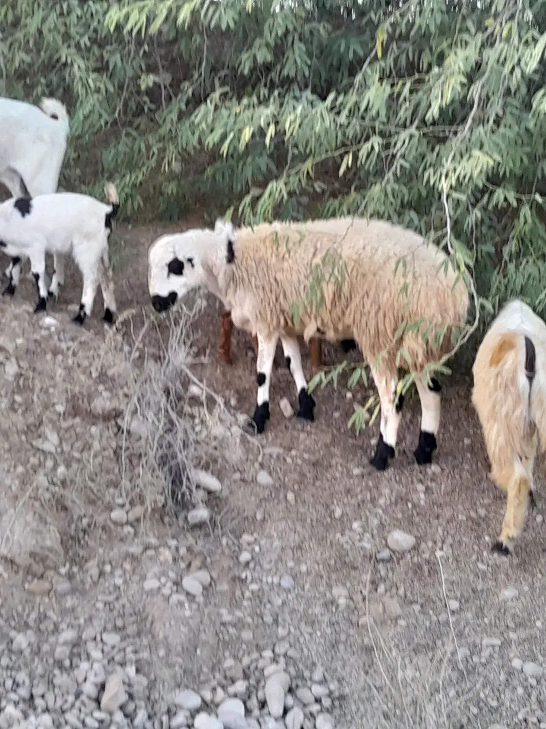 بره نر|حیوانات مزرعه|قلعه قاضی, |دیوار