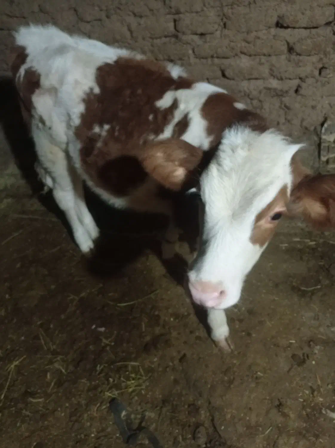 گاو سیمنتال شیری|حیوانات مزرعه|ماهنشان, |دیوار