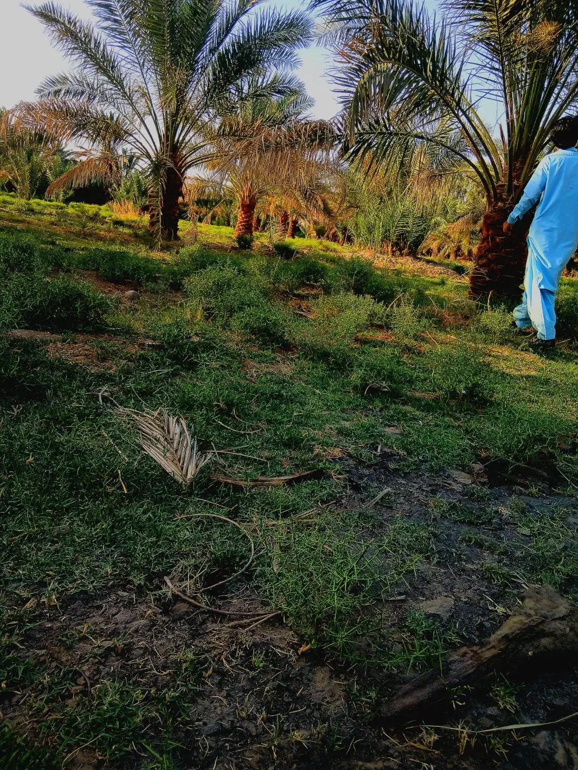 باغبان|خدمات باغبانی و درختکاری|میرجاوه, |دیوار