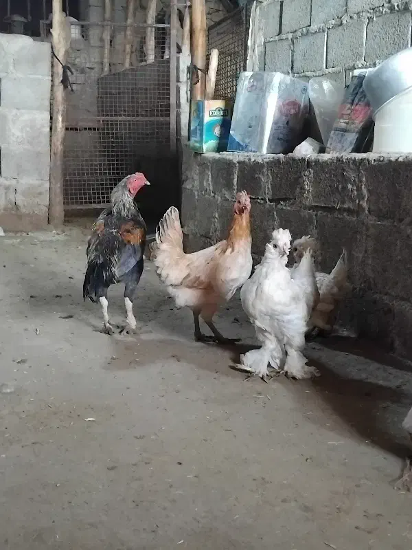 مرغ و خروس دورگ|حیوانات مزرعه|سروآباد, |دیوار