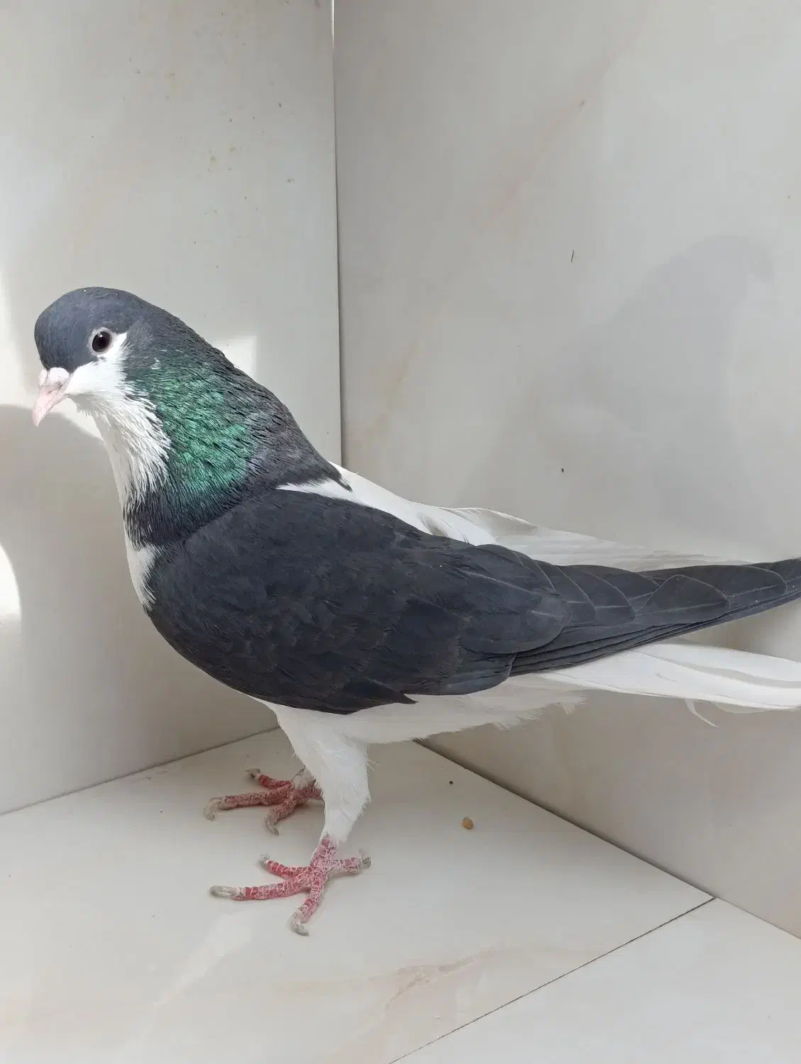 کبوتر.کفتر.بهبهونی و شهری و پلاکی|پرنده|شیراز, محراب|دیوار