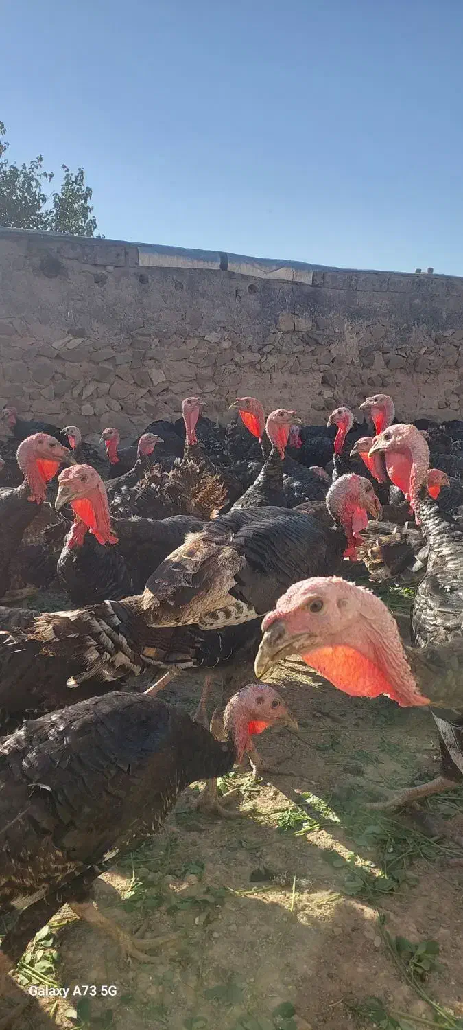 بوقلمون|حیوانات مزرعه|اصلاندوز, |دیوار