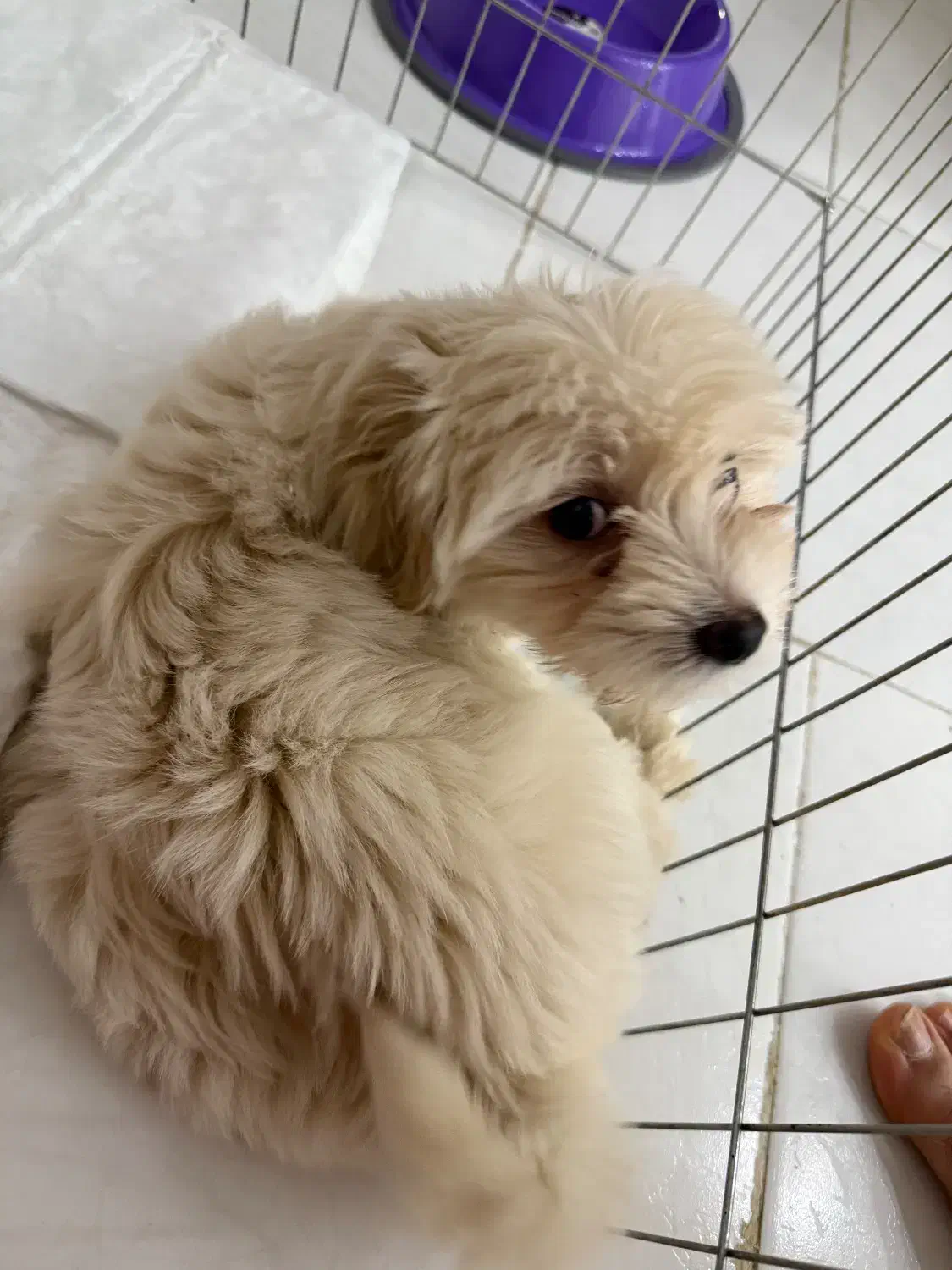 سگ شیتزو مالتیز|سگ|خرمآباد, |دیوار