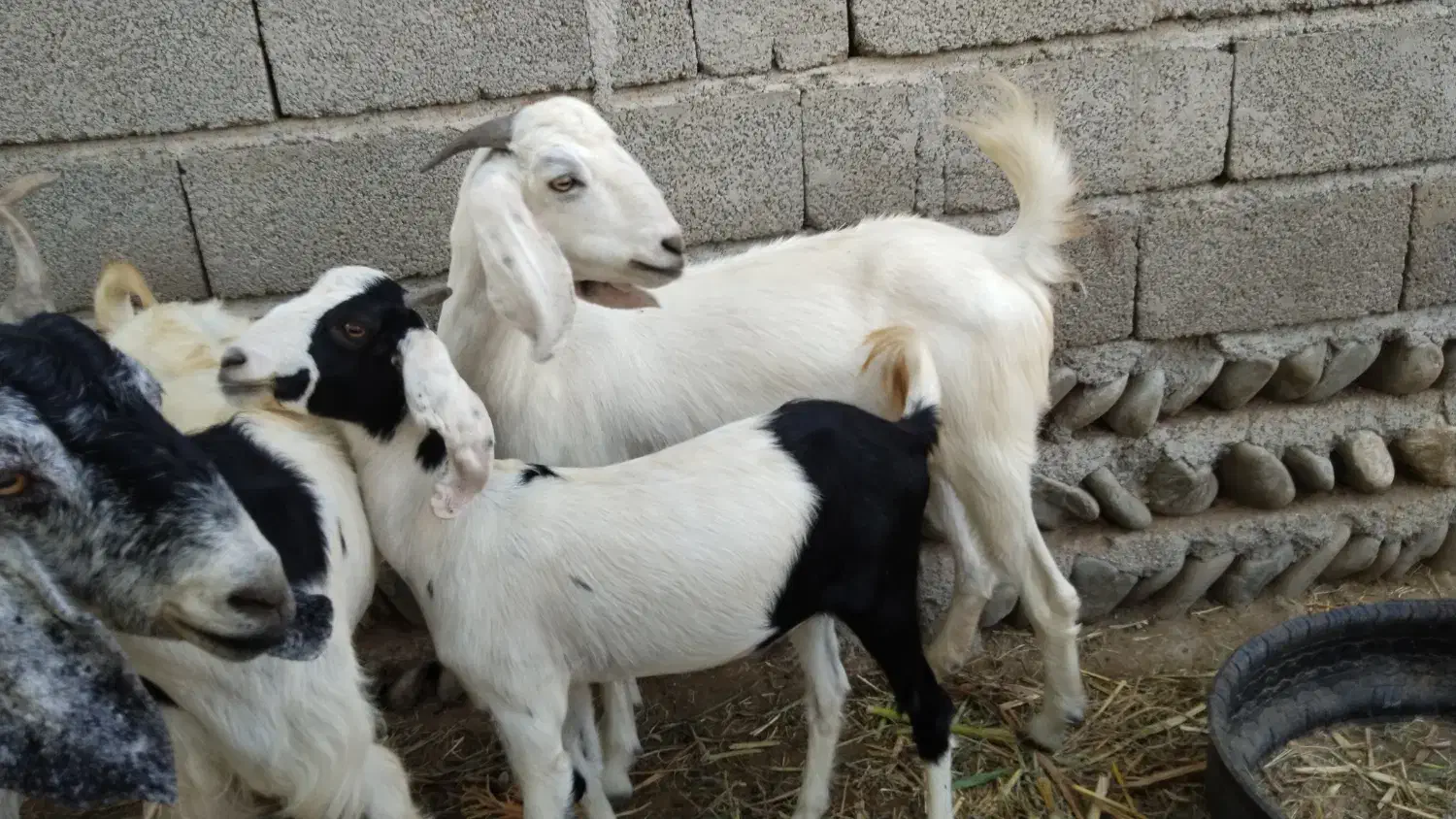 فروش چند راس بز ماده|حیوانات مزرعه|قصرقند, |دیوار