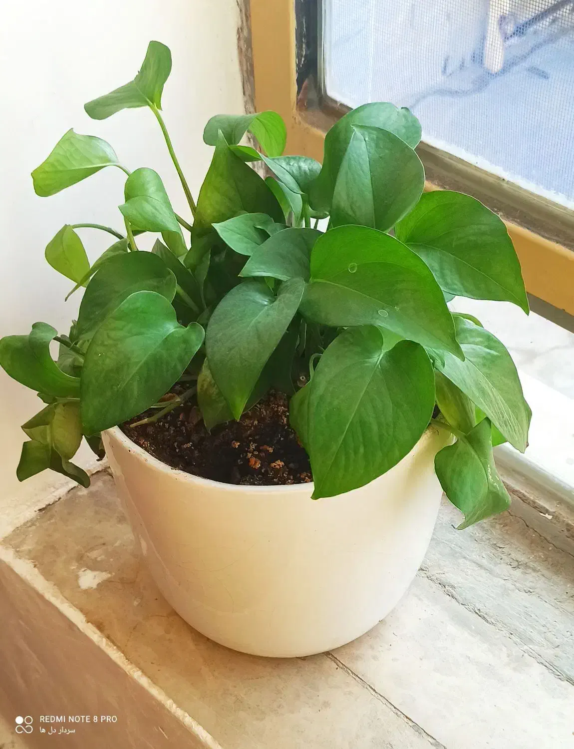 گل‌ طبیعی  پتوس قاشقی|گل و گیاه طبیعی|کوهدشت, |دیوار