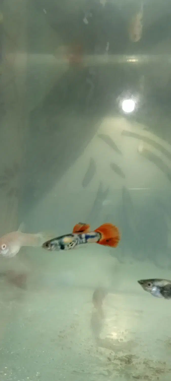 ماهی گپی|ماهی|مشهد, شهرک شیرین|دیوار