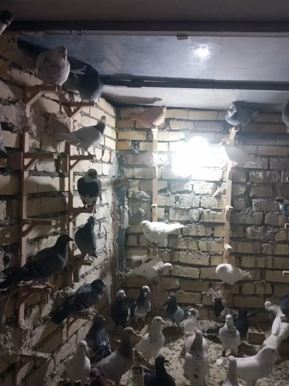 ۳۰تاکفترقلدوربیابپرون کفترچاشنی بازی دانه۴۰۰|پرنده|مشهد, میان ولایت|دیوار